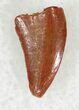 Small Raptor Tooth From Morocco - #23012-1